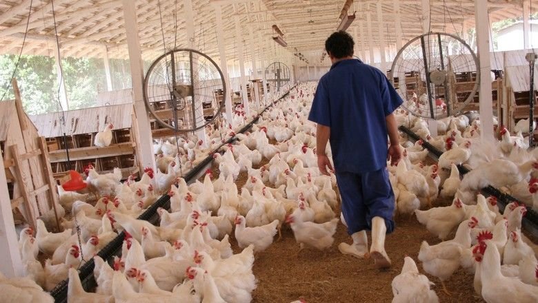 Poultry Farm Labourers Job in Auckland