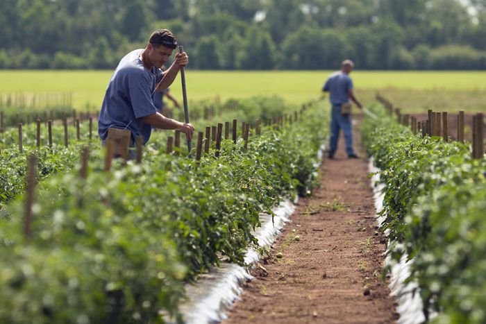 Crop Farm Worker Job in Auckland