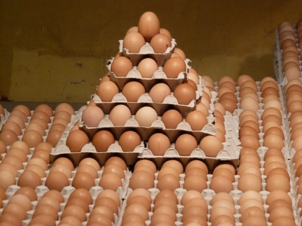 Egg Packer job in Saudi Arabia
