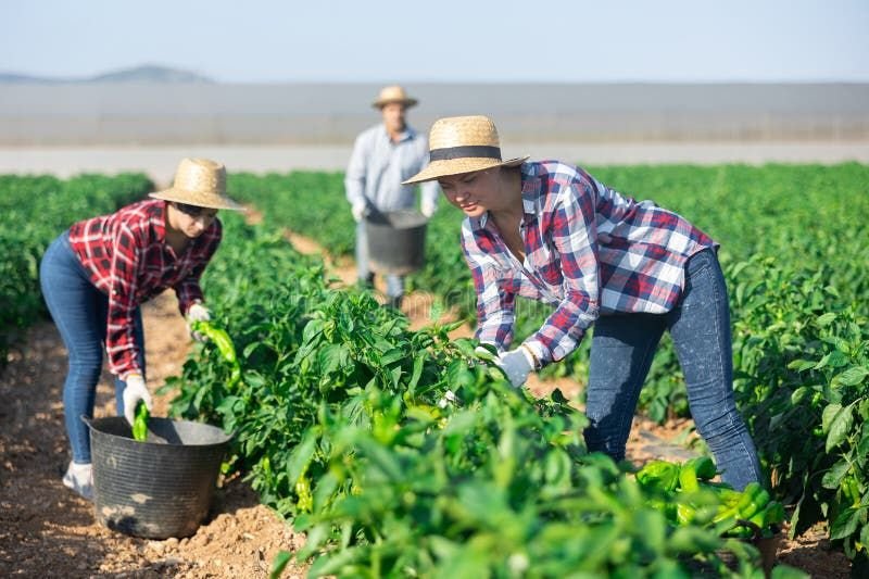 Farm Assistant Worker Job in New Zealand