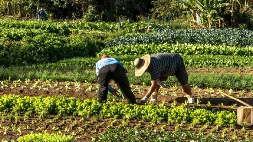 Farm Worker Job in New Zealand