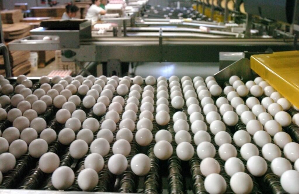 Egg Packer Job in Saudi Arabia