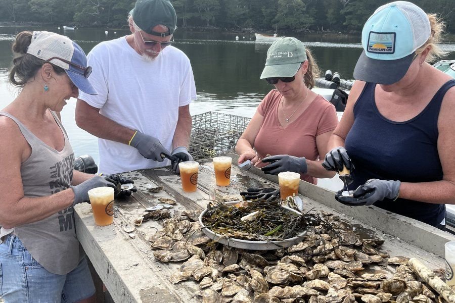 Seasonal Oyster Farm Worker Jobs in Auckland