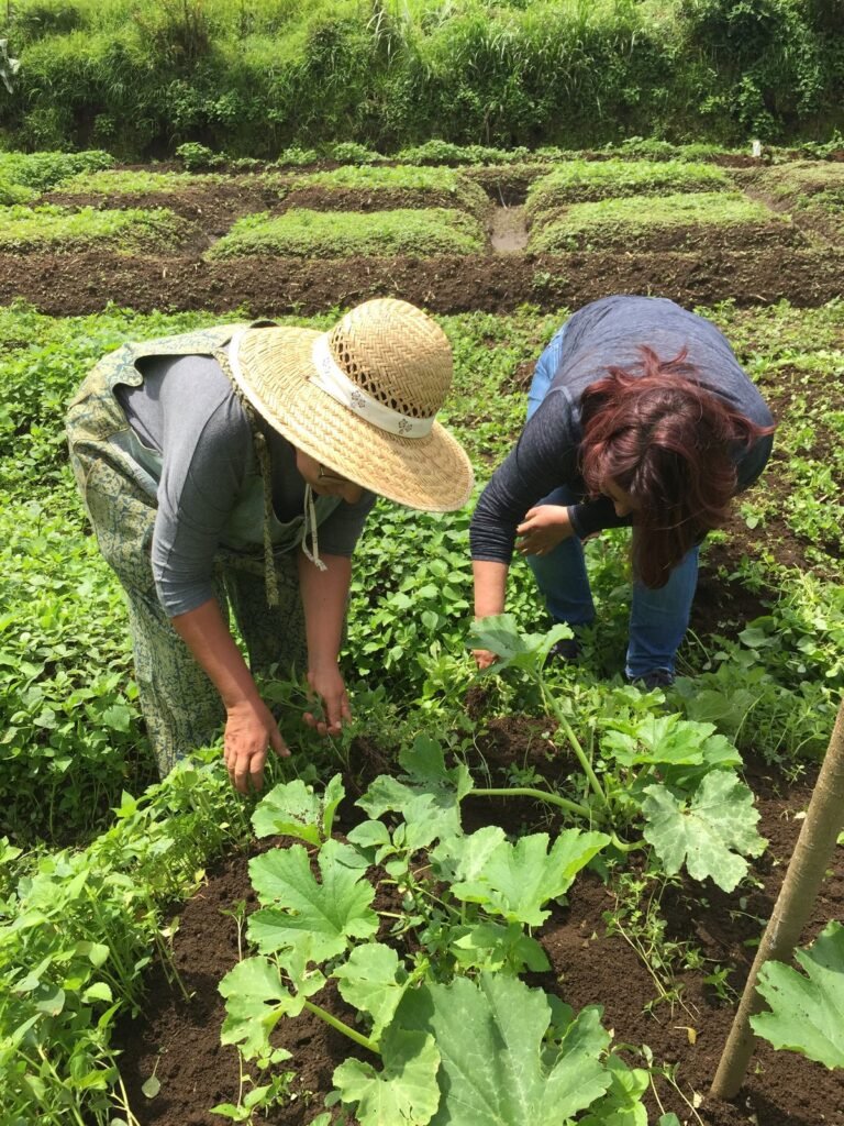 Farm Worker Job in Auckland