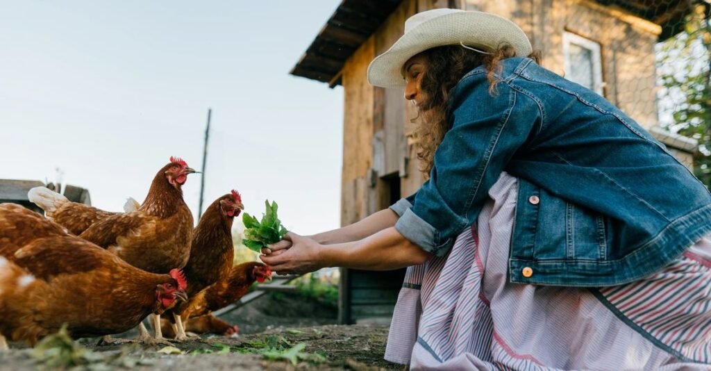 Chicken Farm Worker Job in Auckland