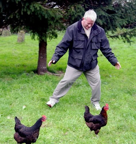 Chicken Catcher Job In Canada