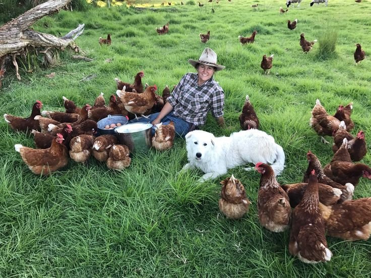 Poultry Farm Worker Job in Australia