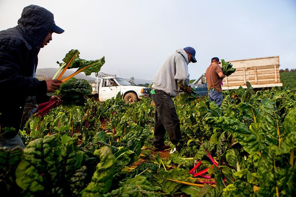 Crop Farm Workers Job in New Zealand