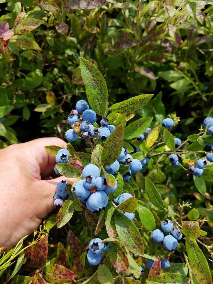 Blueberry Harvester Job in New Zealand