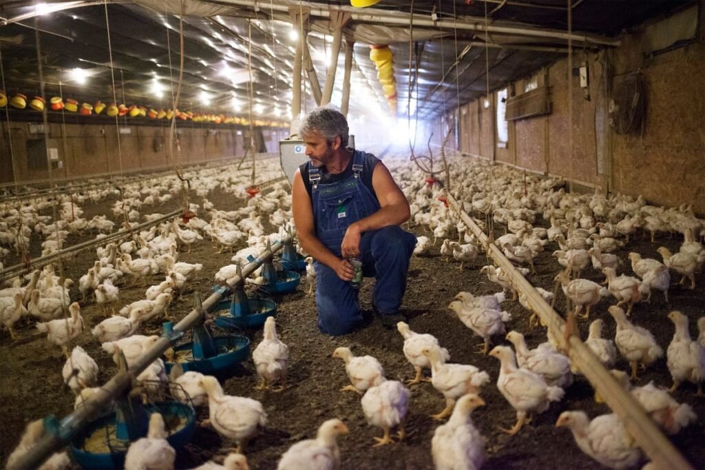 Poultry Farm Jobs in Australia