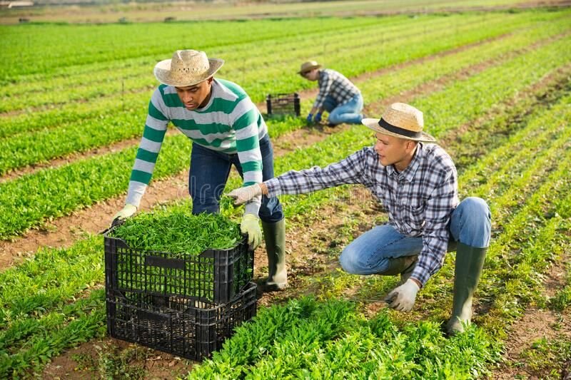 Farm Attendant Job in Australia