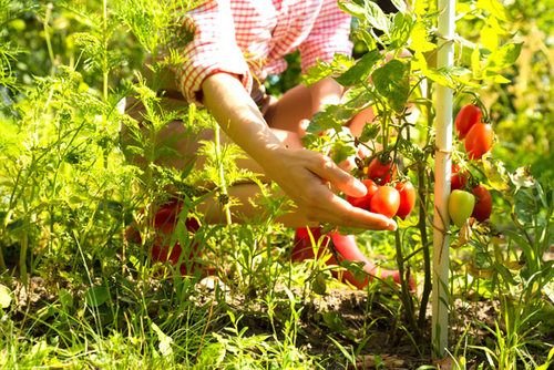 Tomato Picking Job in Australia