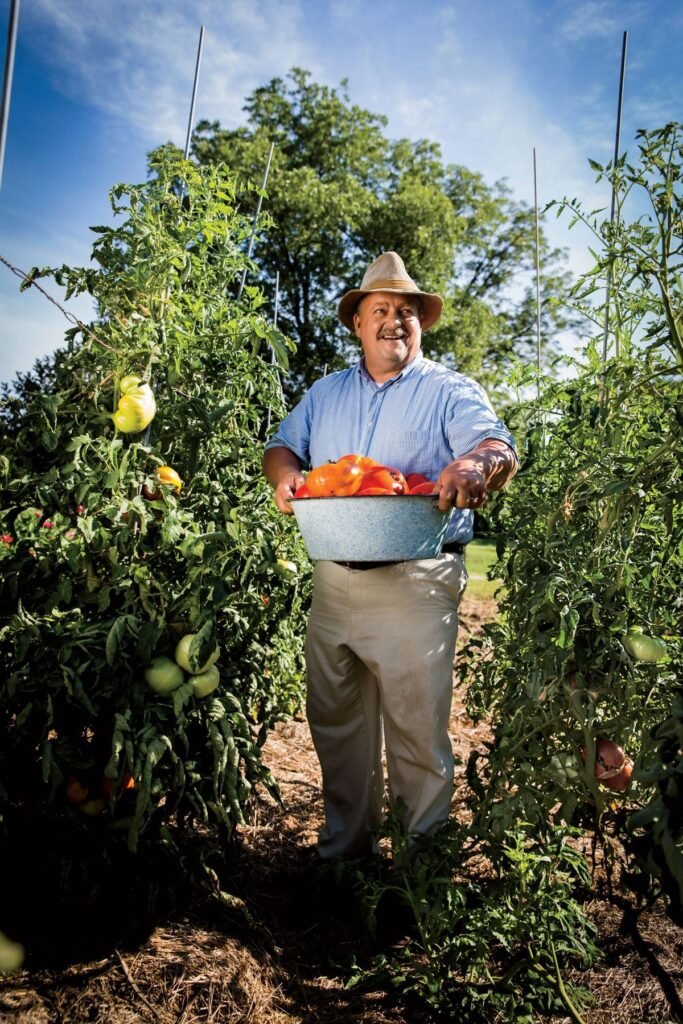 Tomato Picking Job in Australia