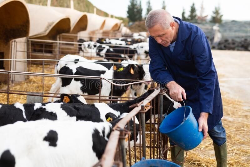 Dairy Farm Assistant Job in New Zealand