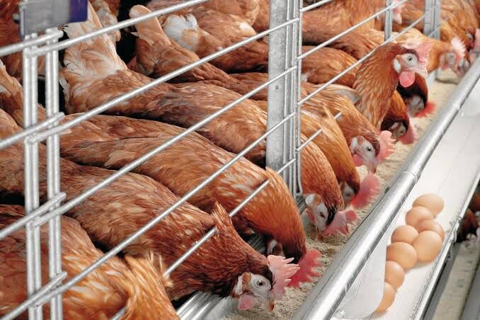 Poultry Job in Australia