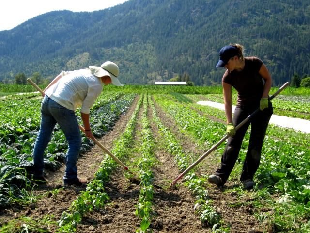 Farm Manager Job in Canada