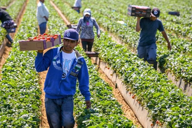 Farm Worker Job in Mexico