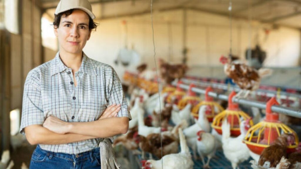 Poultry Farm Assistant Jobs in New Zealand