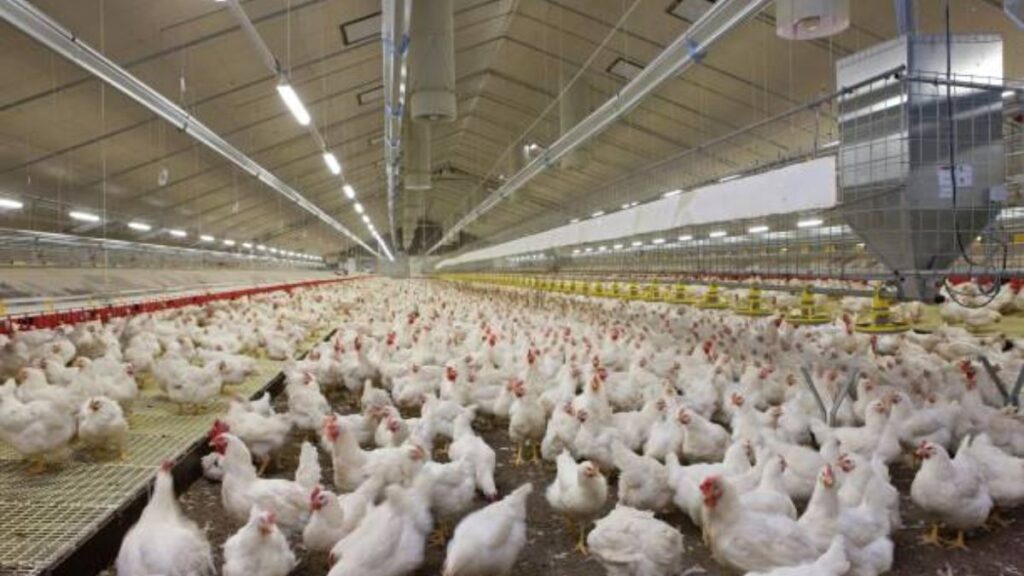 Poultry Farm Jobs in Qatar
