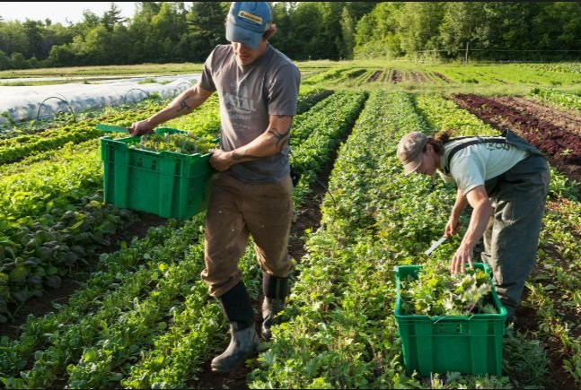 Farm Manager Job in Saudi Arabia
