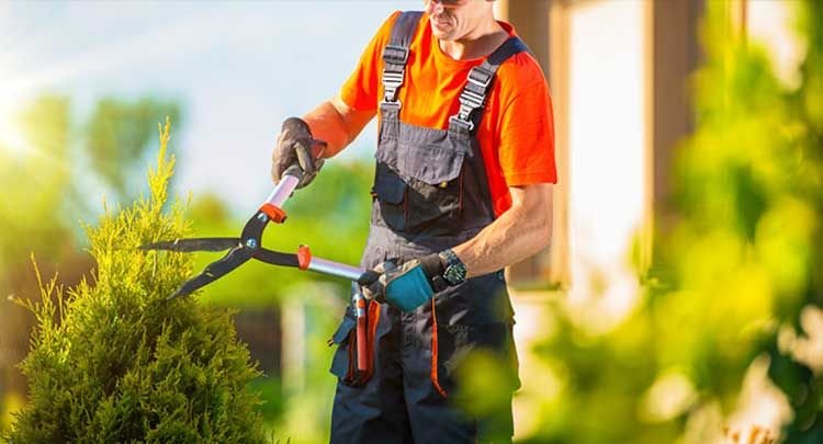 Gardener job in Auckland