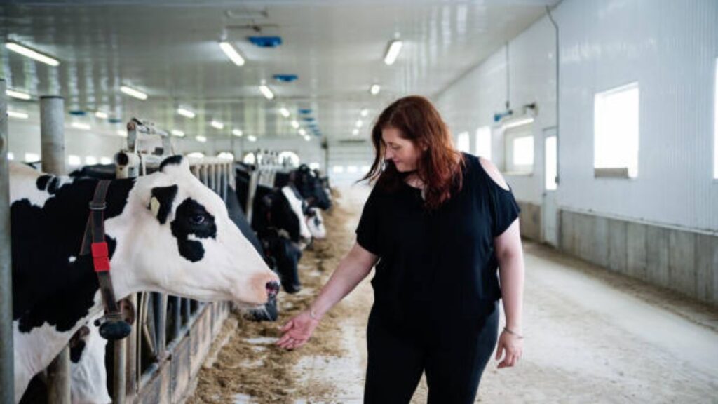 Canada Dairy Cattle Farm Jobs