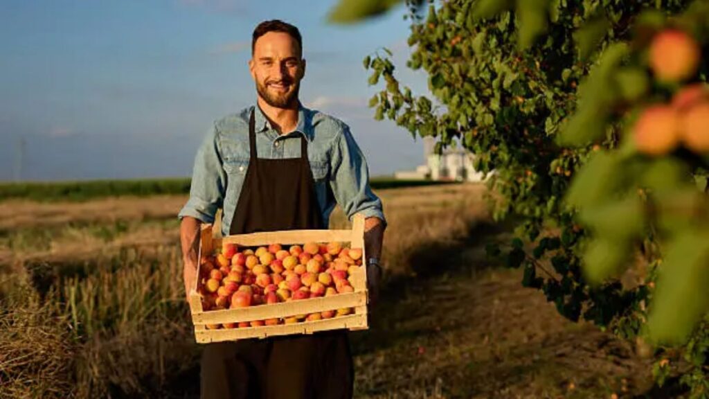 Fruit Packing Helper Job in Dubai